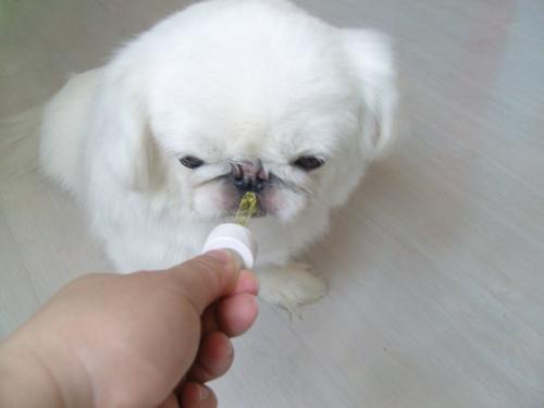 犬虫净驱虫药说明书