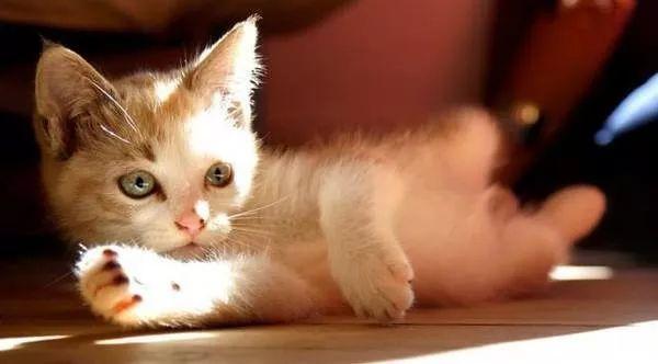 猫叫声沙哑几乎叫不出来