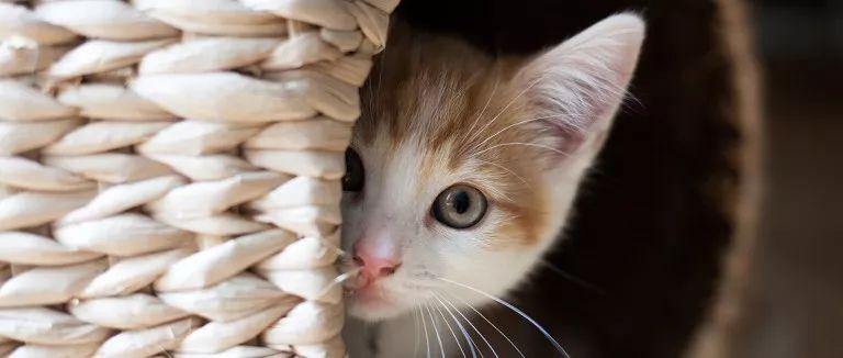 猫咪吃了线绳吐黄水怎么办