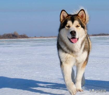 正宗阿拉斯加犬多少钱一只(正宗阿拉斯加犬图片及价格）