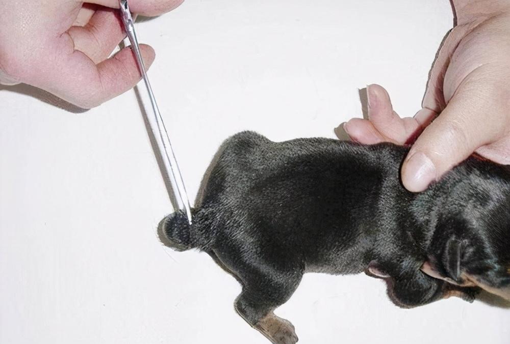 泰迪狗尾巴为什么要剪掉