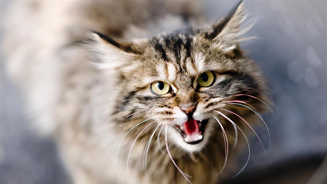 母猫叫小猫的声音怎么形容