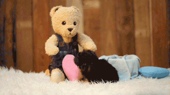 家养小型犬养哪种比较好