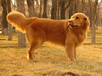 狗狗灌肠用的是什么药