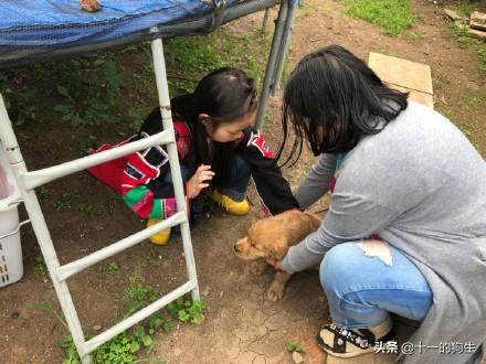 星期狗最明显的特征