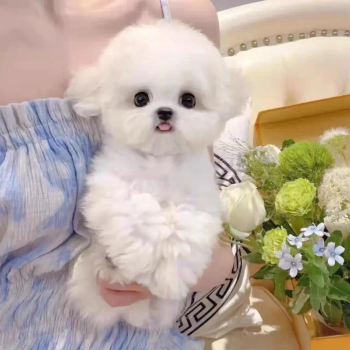 一只比熊犬纯种一般多少钱