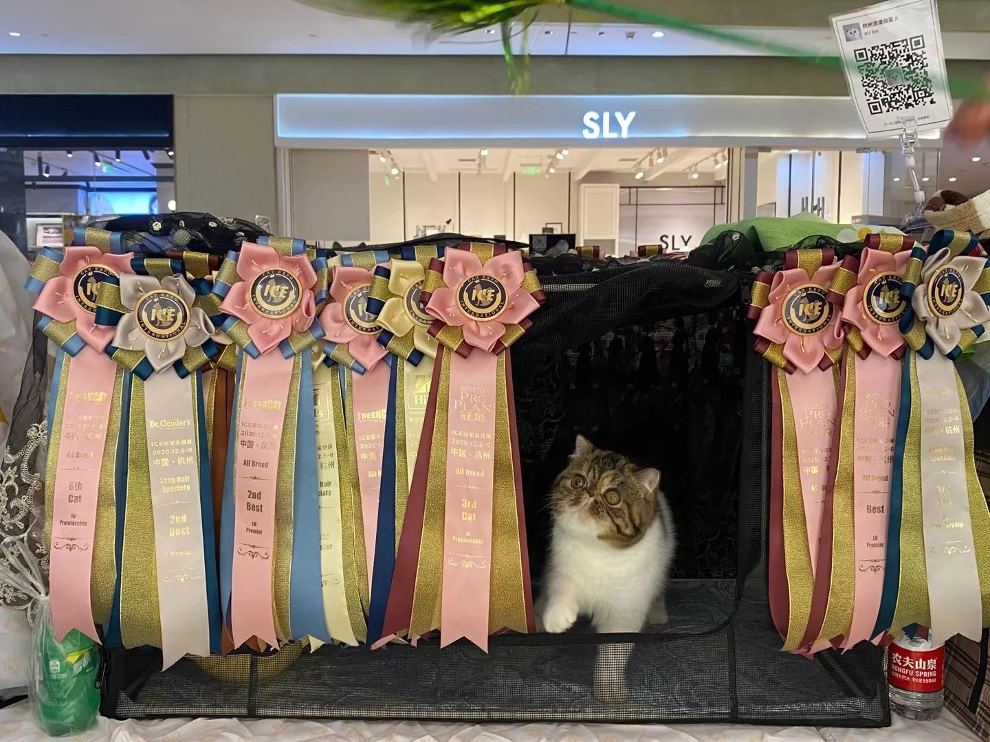 赛级猫比赛都干什么