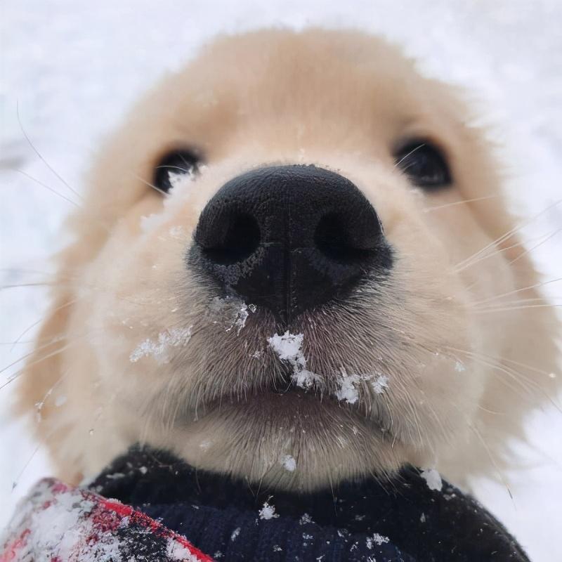 养狗前和养狗后的区别