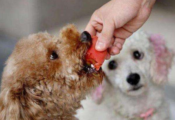 泰迪狗狗能吃杨梅吗