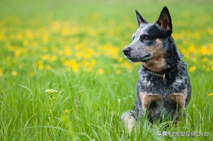 澳洲牧牛犬是猛犬吗
