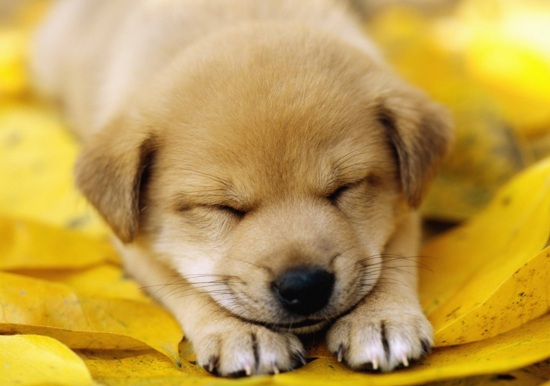 狗吃什么食物会中毒死亡