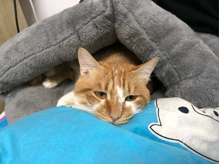 宠物猫用品有哪些