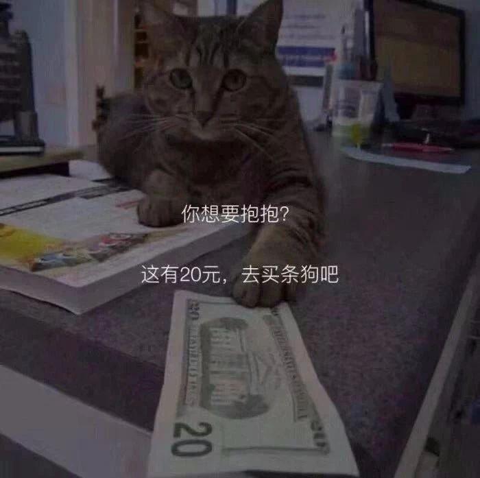 猫咪特别粘人什么原因