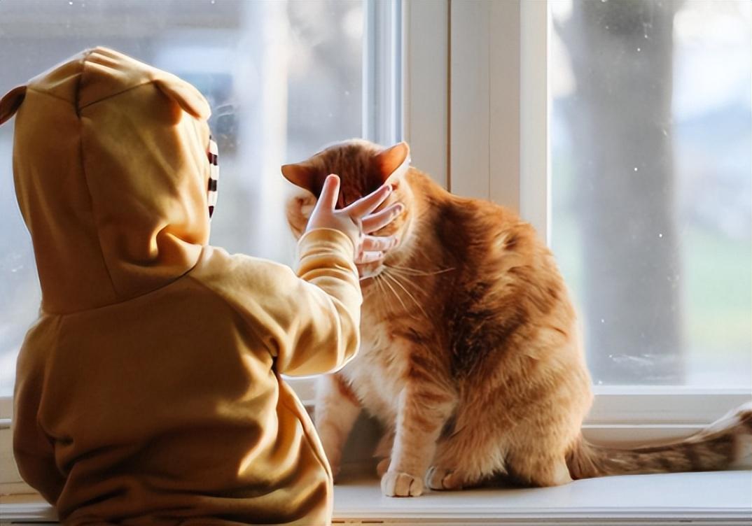 宠物猫品种大全图片及价格