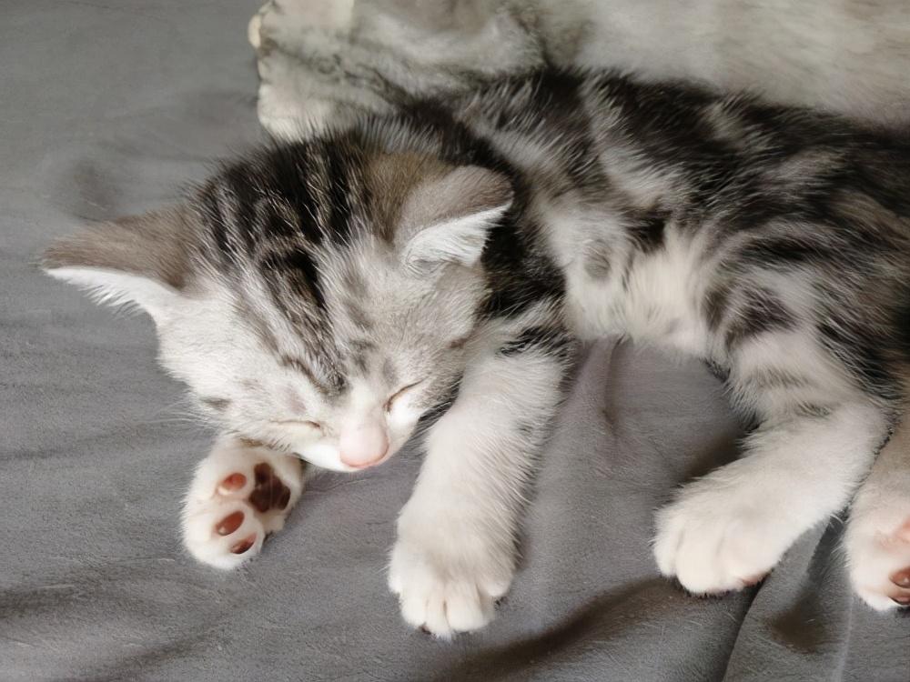 美短折耳猫图片及价格