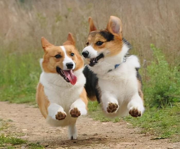 柯基一般多大成年