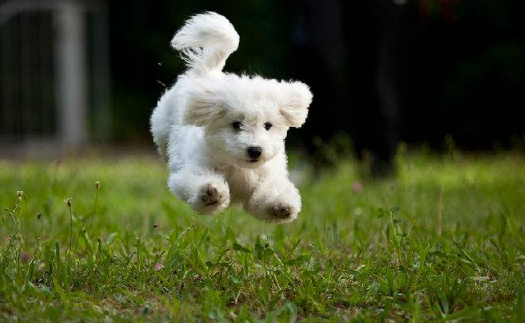 白色卷毛狗是什么品种