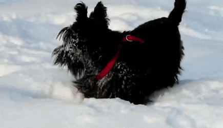 苏格兰梗犬图片