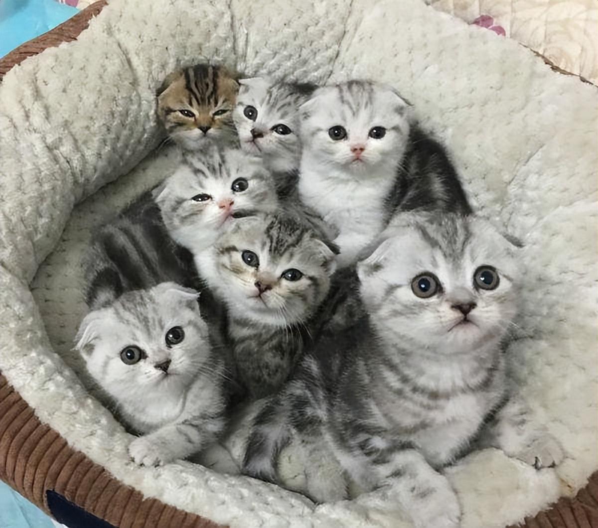 什么叫折耳猫折耳猫有什么问题