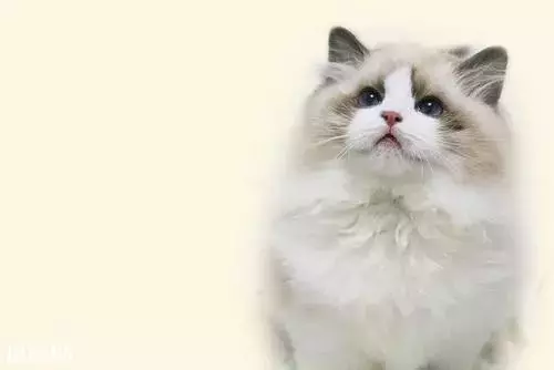 最干净的猫是什么品种