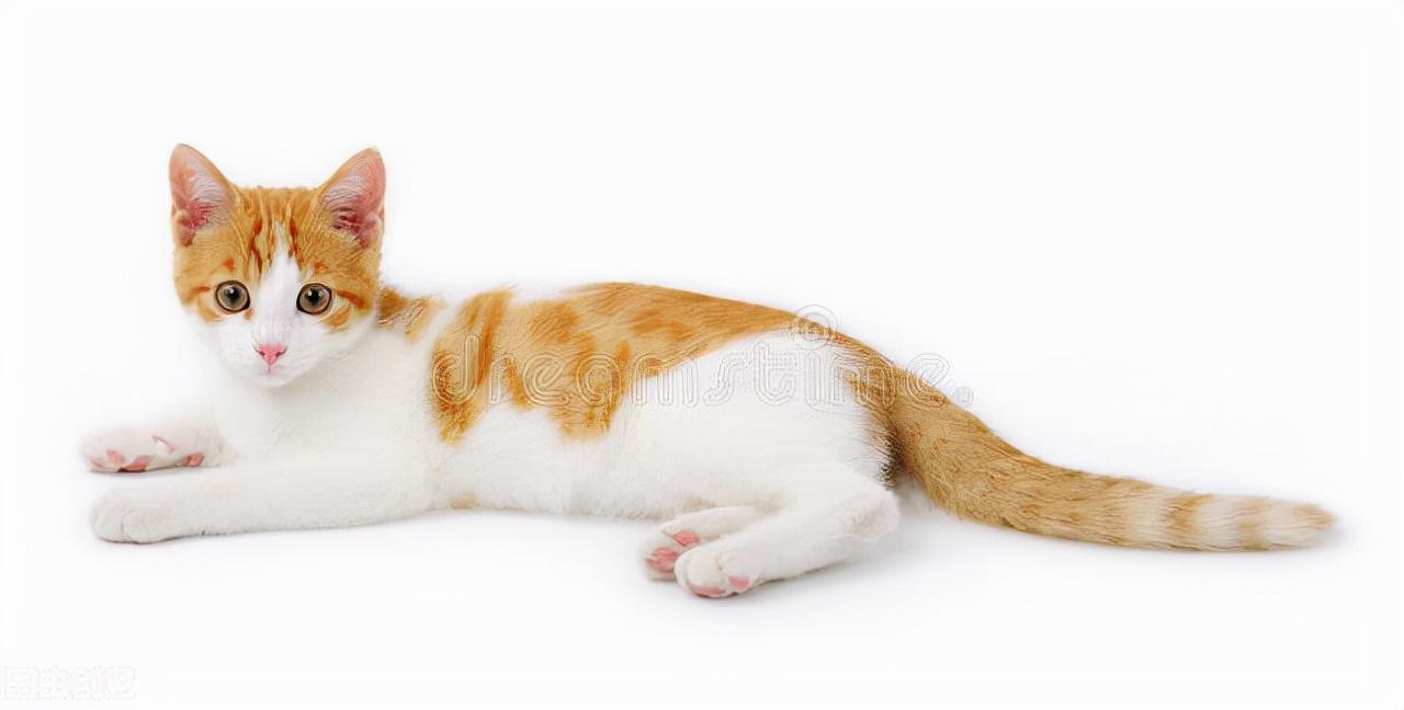 幼猫肚子大又鼓又硬还要吃