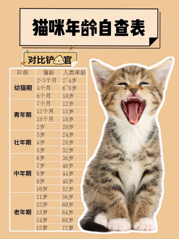 猫的寿命怎么换算成人的寿命