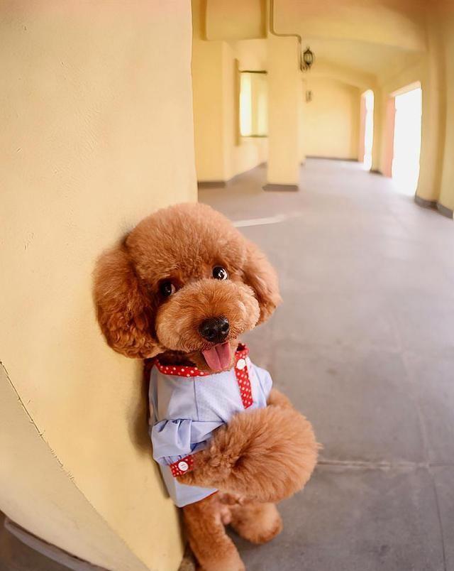 泰迪训练教程技巧