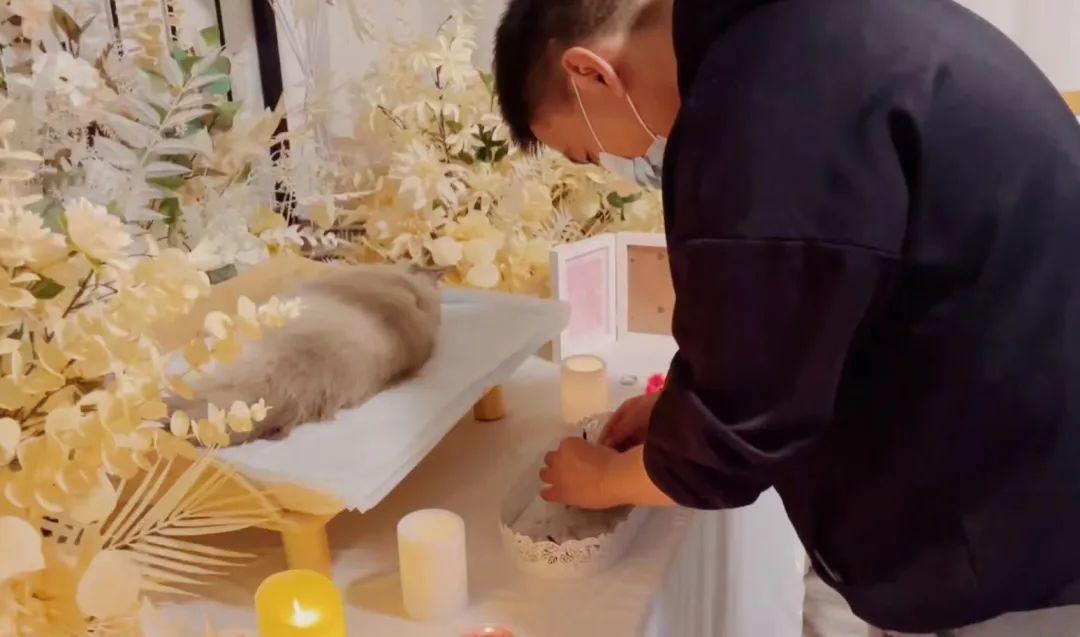 宠物殡葬要多少钱