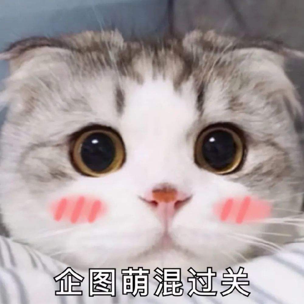 小猫的资料和特点