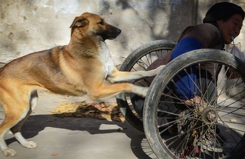 大黄狗怎么样