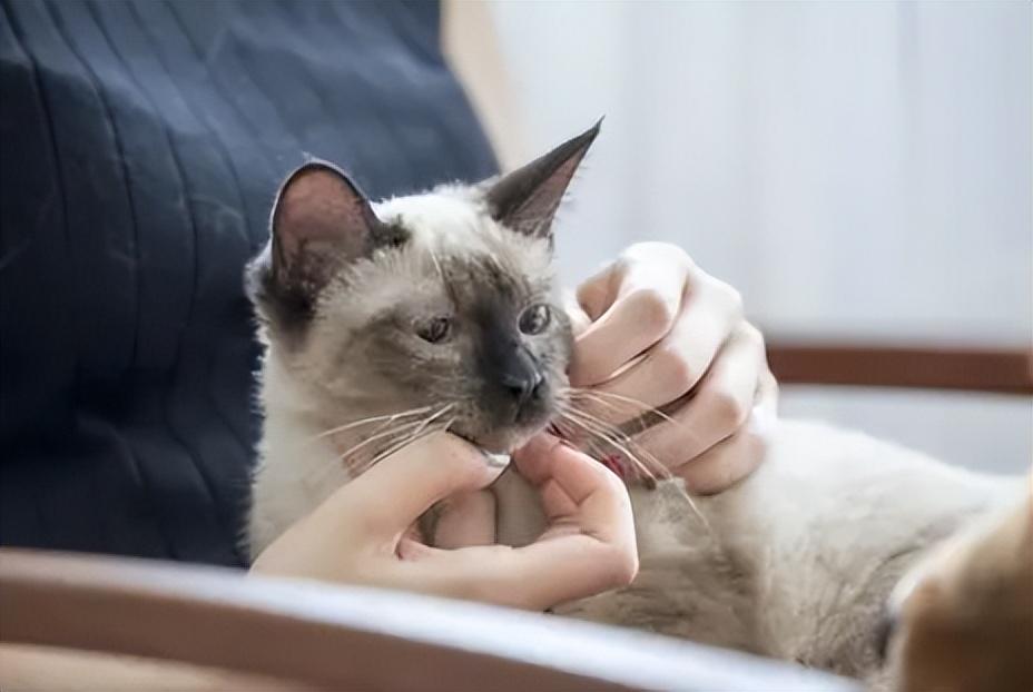 宠物暹罗猫价格多少钱一只