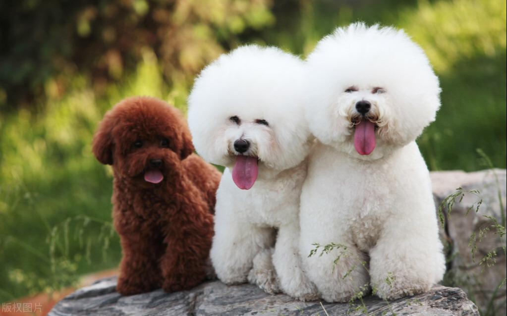 比熊犬的优点和缺点有哪些