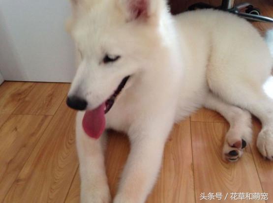 阿拉斯加犬一般多少钱