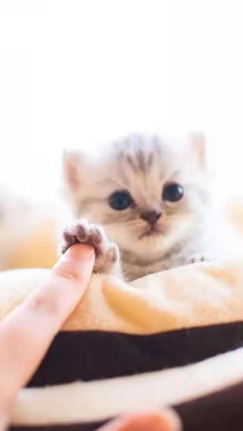 哪种猫体型小又好养的