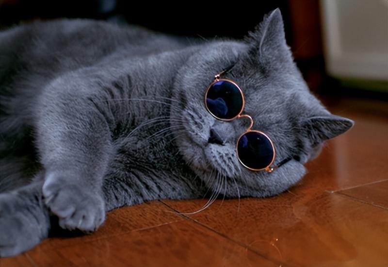 英短蓝猫为什么不建议养