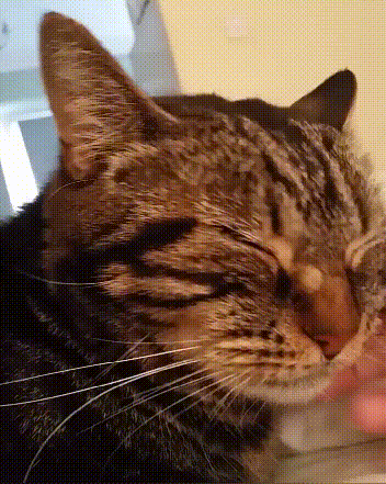 养狸花猫需要注意什么(养狸花猫十大禁忌）