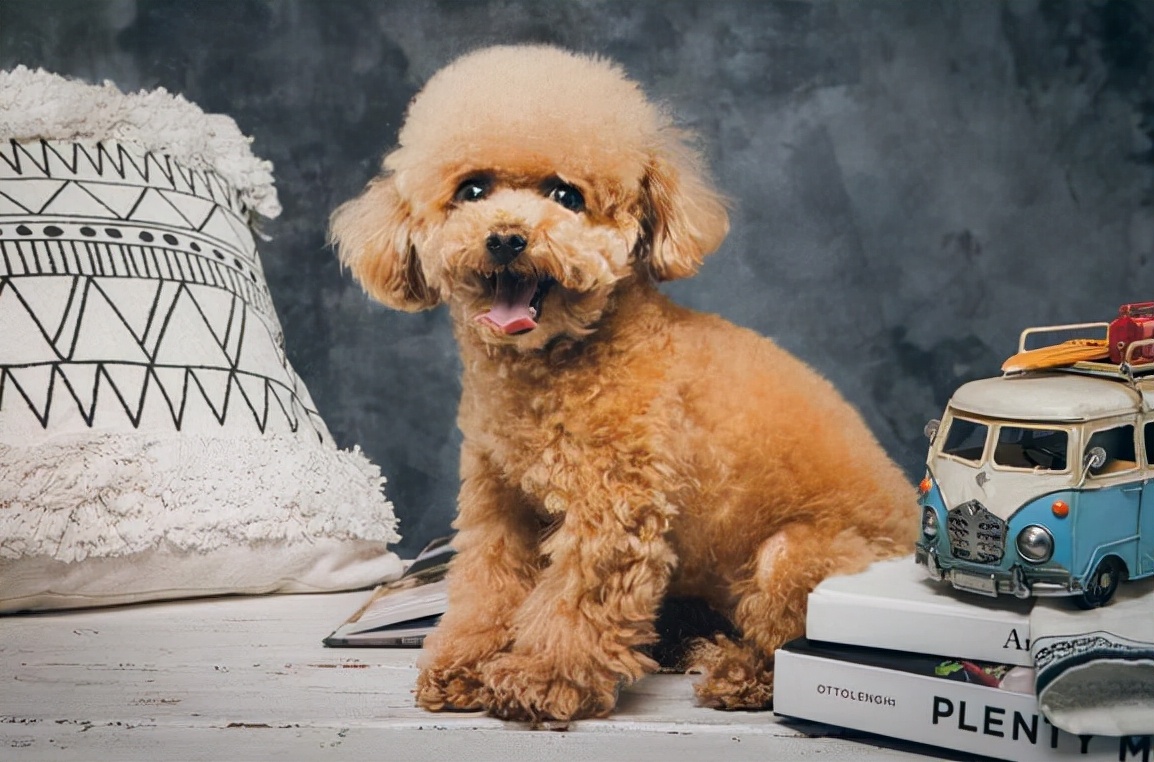 宠物狗泰迪图片