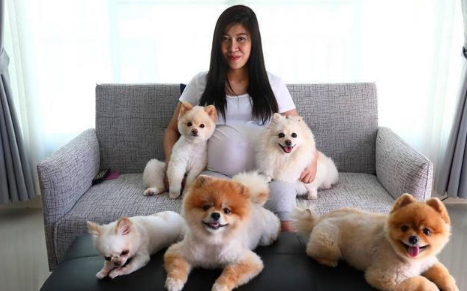 养只博美犬好不好有什么优点