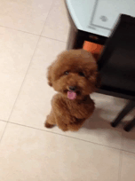 贵宾犬训练教程