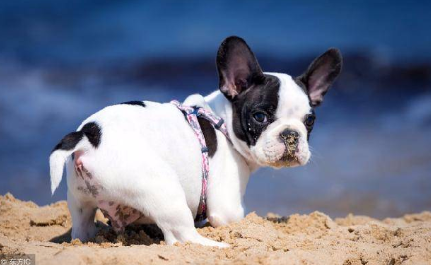 狗大便带血怎么回事