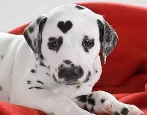 哪个品种的狗最丑