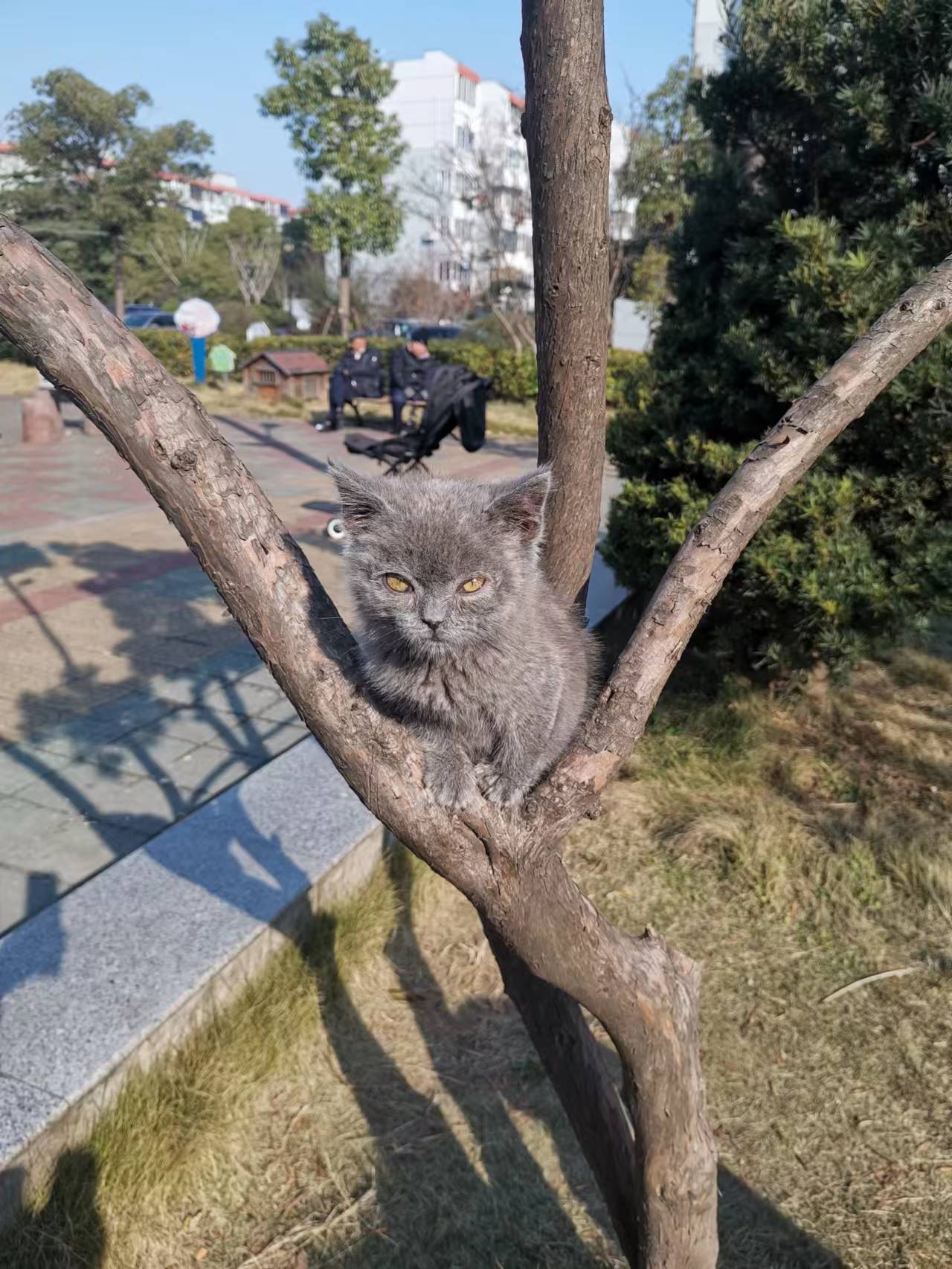 我最爱的动物猫作文