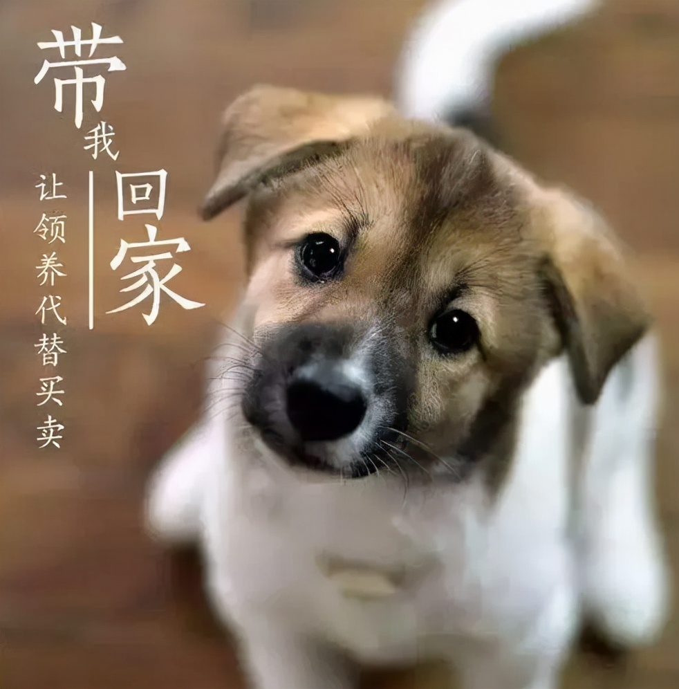 0元免费领养宠物