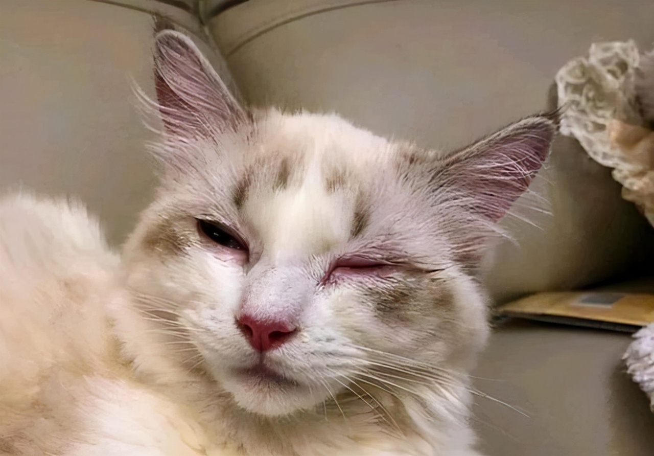 猫支原体是怎么感染上的