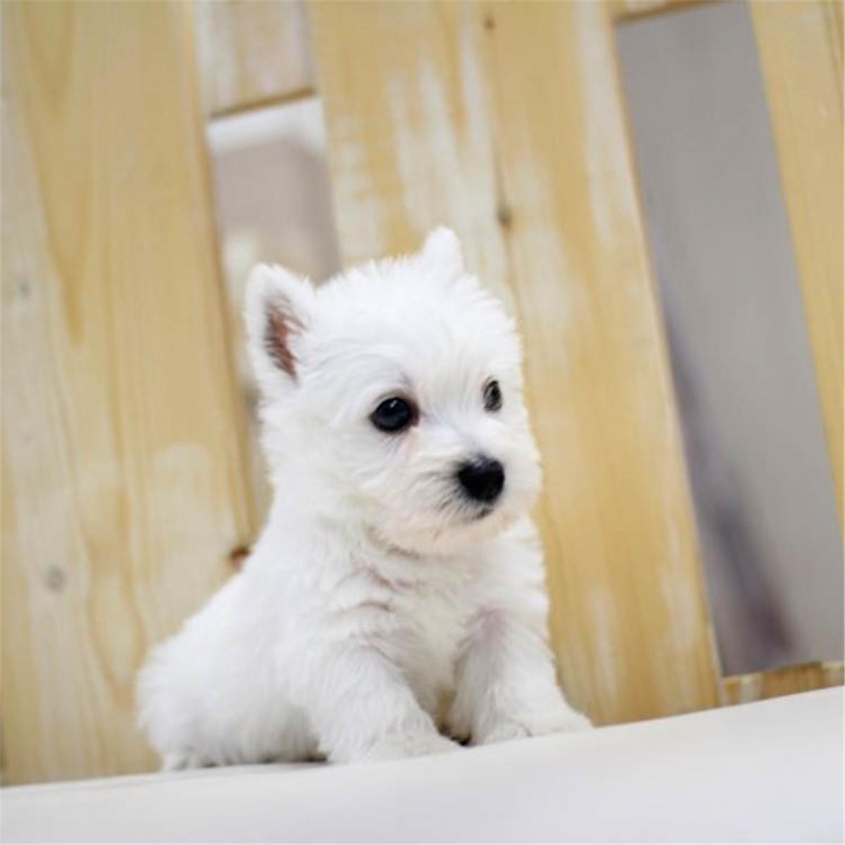 西高地白梗犬多少钱一只