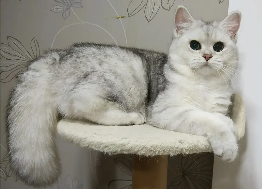 银渐层猫的优缺点