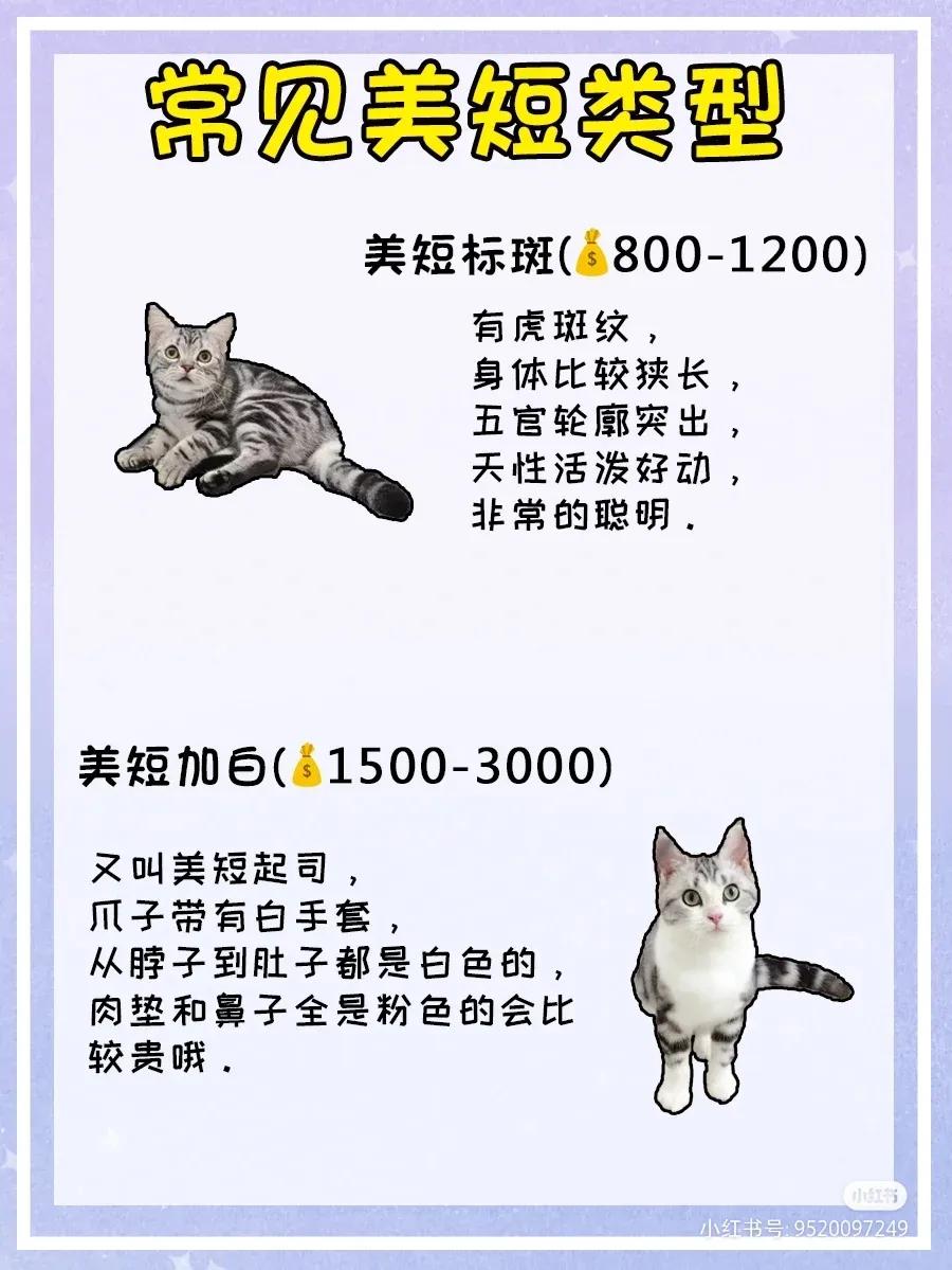 宠物猫推荐品种