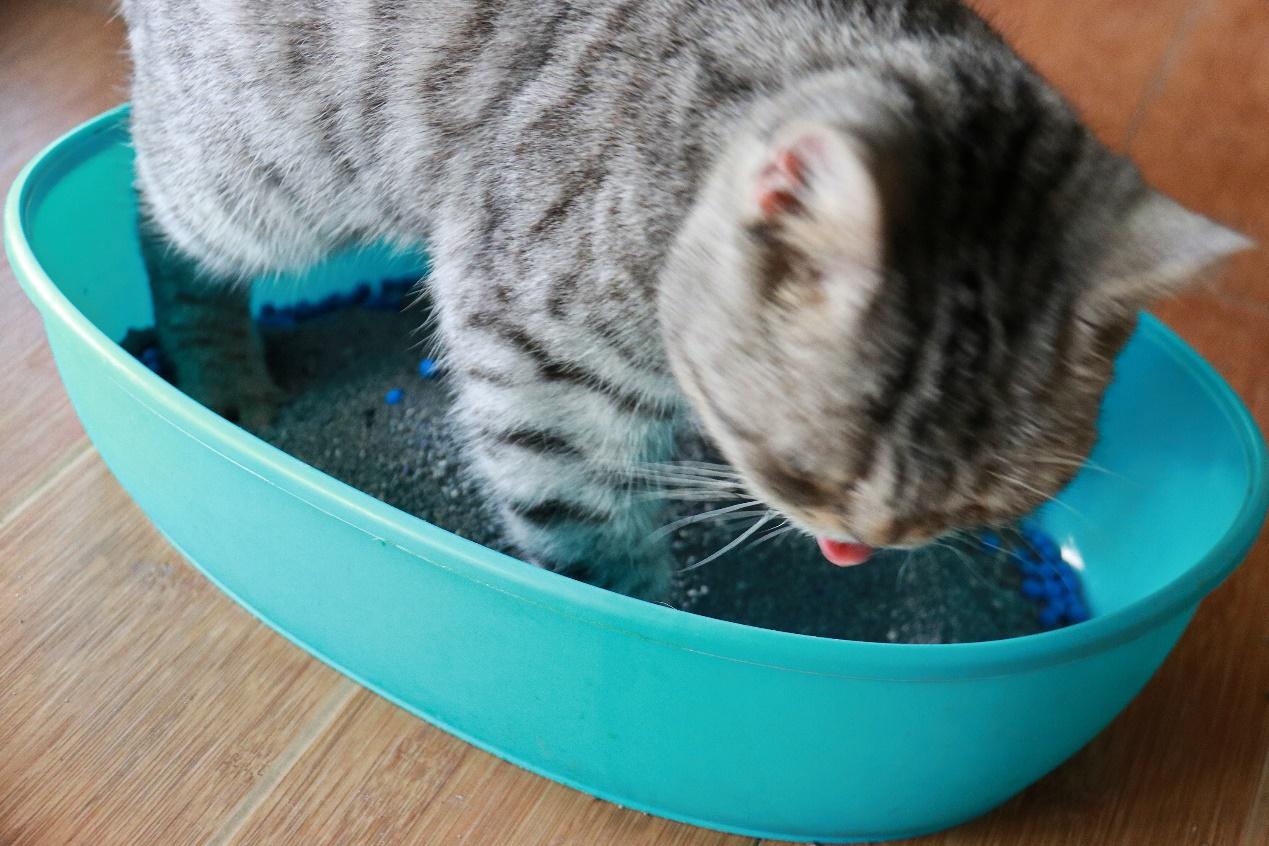 猫砂1升等于多少公斤