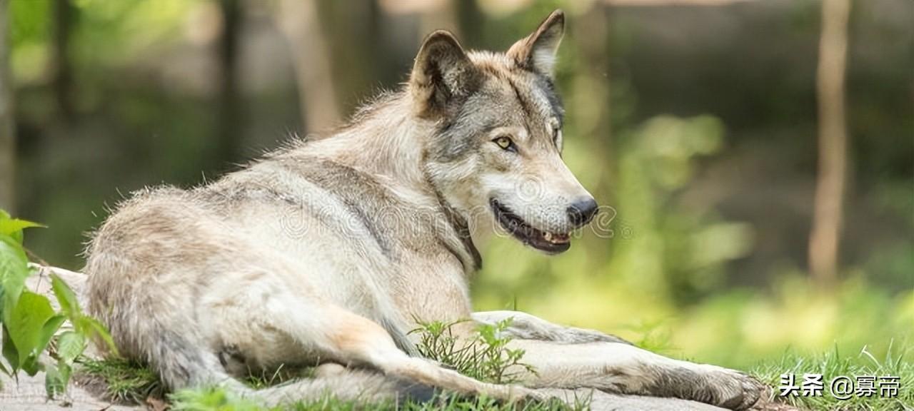 哈士奇是狼狗的一种吗