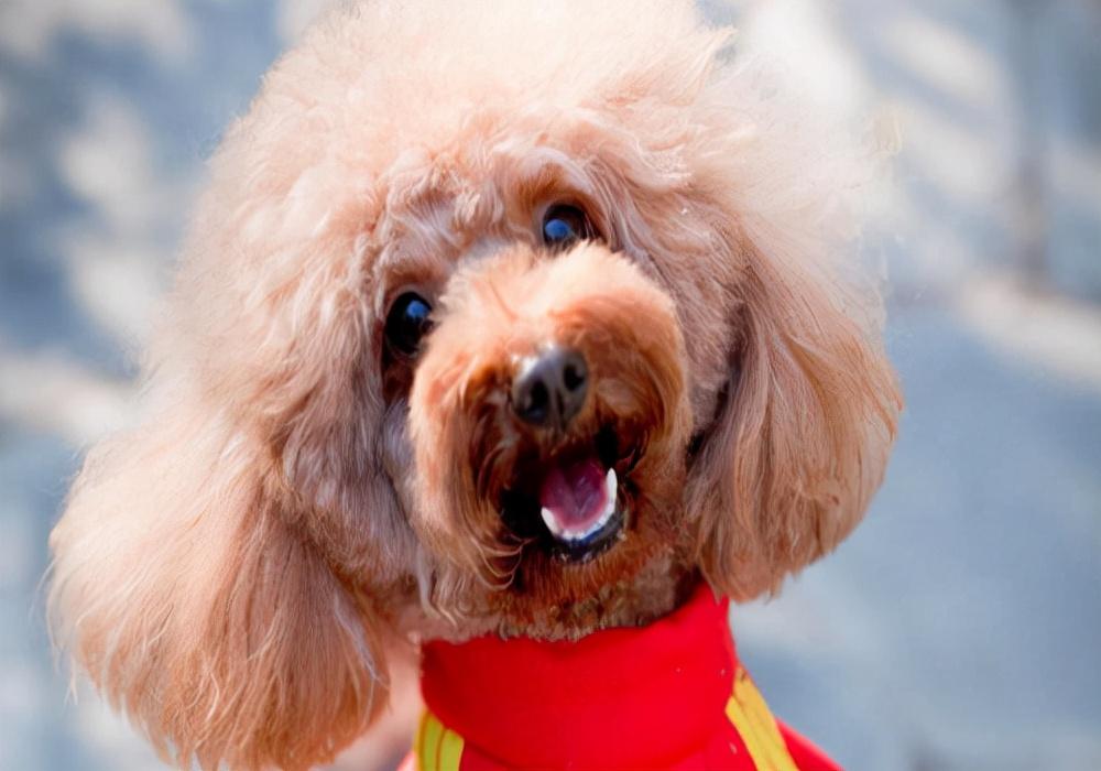 狗狗月经流血一般几天